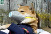 BBC "한국은 개도 미세먼지 마스크를 써야하는 나라"