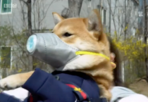 BBC "한국은 개도 미세먼지 마스크를 써야하는 나라"