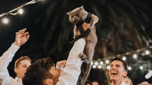 고양이를 '결혼식 들러리'로 초대한 남성