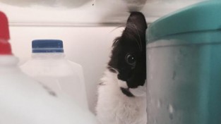 냉장고에 갇힌 고양이, 우유 칸에서 까불다 발견