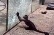 '돌'로 동물원 유리창을 박살 낸 원숭이