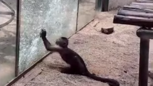 '돌'로 동물원 유리창을 박살 낸 원숭이