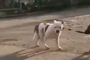 러시아를 감동시킨 영상, 묶여 있는 개에게 다가간 유기견