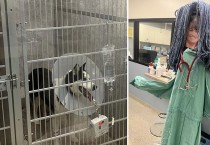 수술을 받은 동물을 위해 '가짜 인간'을 채용한 병원