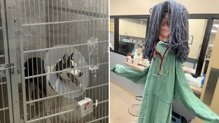 수술을 받은 동물을 위해 '가짜 인간'을 채용한 병원