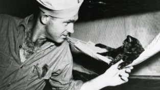 '우리 배의 수호신' 2차 세계대전 군함에서 지내던 고양이들