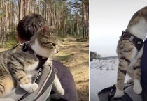 '떠나요 둘이서' 고양이를 위해 세계여행을 기획한 집사