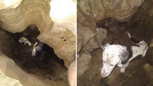 동굴 탐험 중 '댕댕이'를 발견한 탐사대