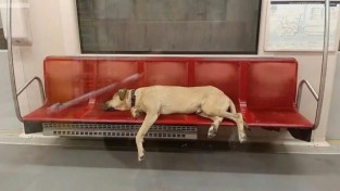 지하철에 탄 떠돌이 개에게 자리를 양보해 주는 나라