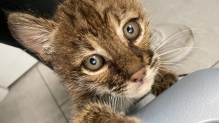 '그 아이, 내 아이에요!' 아기 보브캣의 엄마를 자처한 고양이