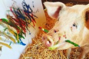 '은혜 갚은 돼지' 구조된 돼지가 그린 그림 2만 유로에 낙찰!