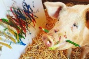 '은혜 갚은 돼지' 구조된 돼지가 그린 그림 2만 유로에 낙찰!