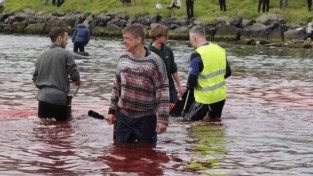 고래를 재미로 죽이는 게 전통? 북유럽 페로제도를 말하다