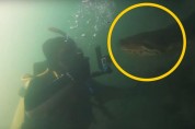 물속에서 마주친 거대한 아나콘다