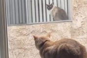 사회적 거리 두기에 동참하는 고양이들