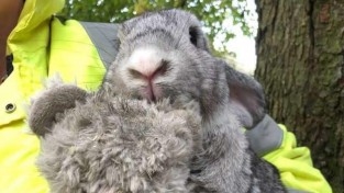 런던 거리에서 '테디베어 인형'을 껴안고 떨고 있던 토끼